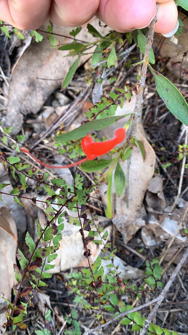 Adenanthos barbiger photo 6