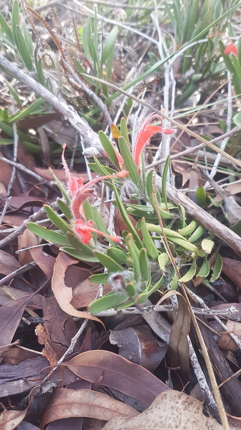 Adenanthos barbiger photo 7