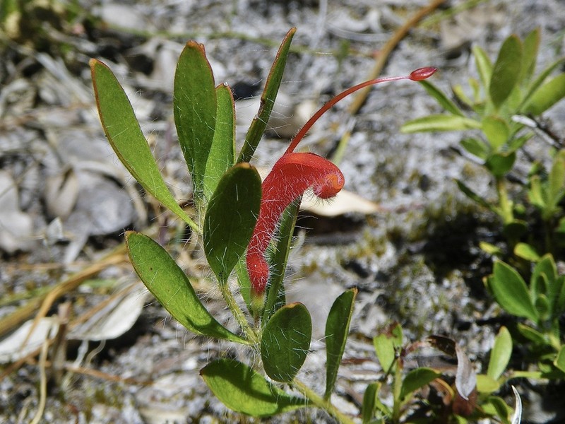 Adenanthos barbiger photo 8