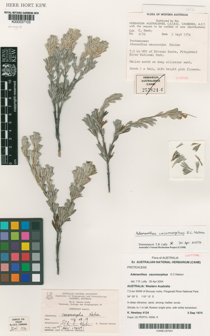 Adenanthos cacomorphus
