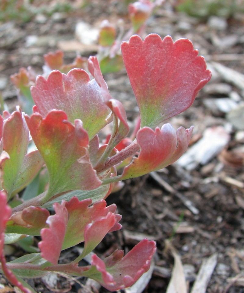Adenanthos cuneatus