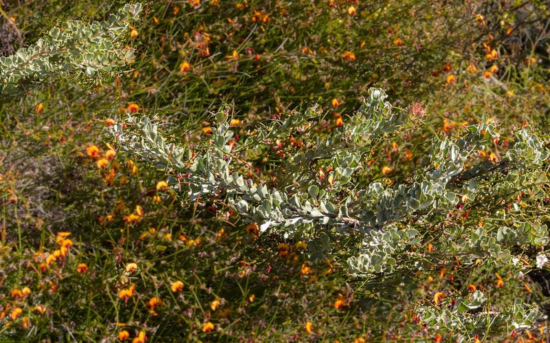 Adenanthos cuneatus photo 8