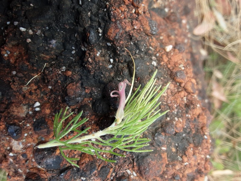 Adenanthos cygnorum photo 2
