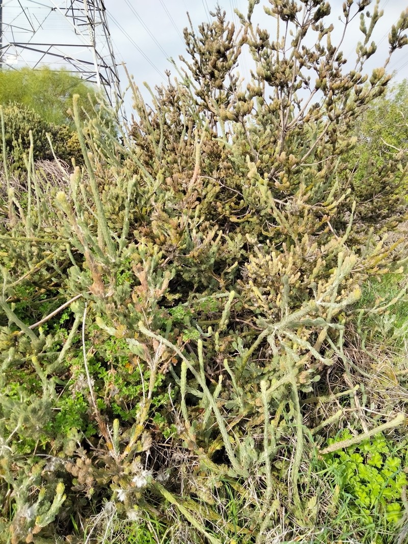 Adenanthos cygnorum photo 4