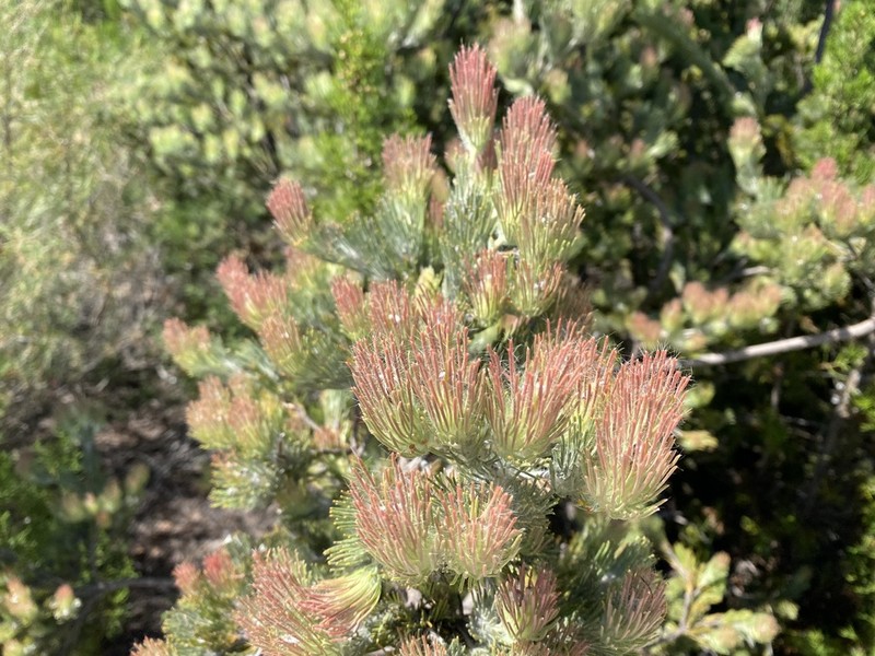 Adenanthos cygnorum photo 5