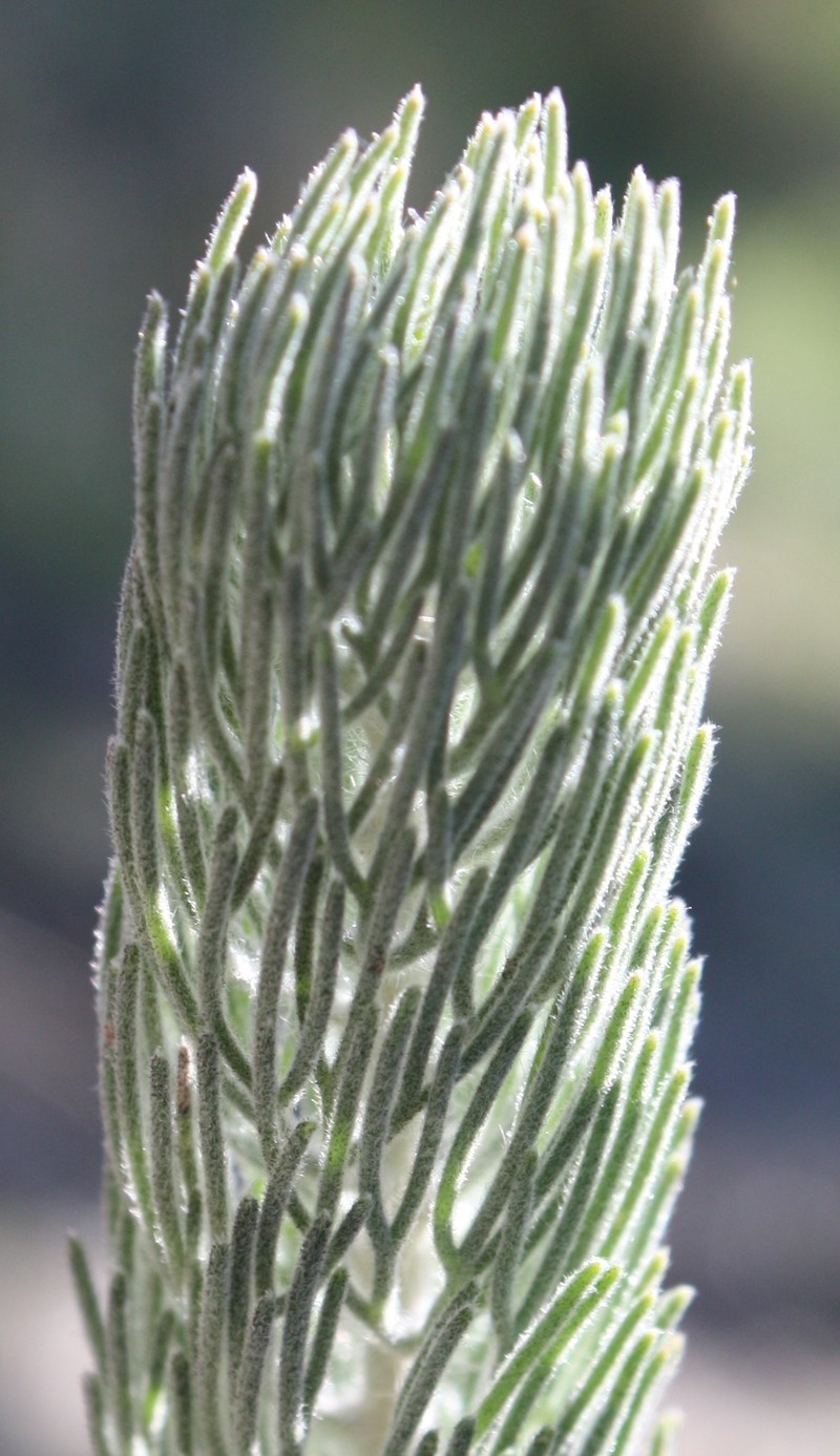 Adenanthos cygnorum photo 6