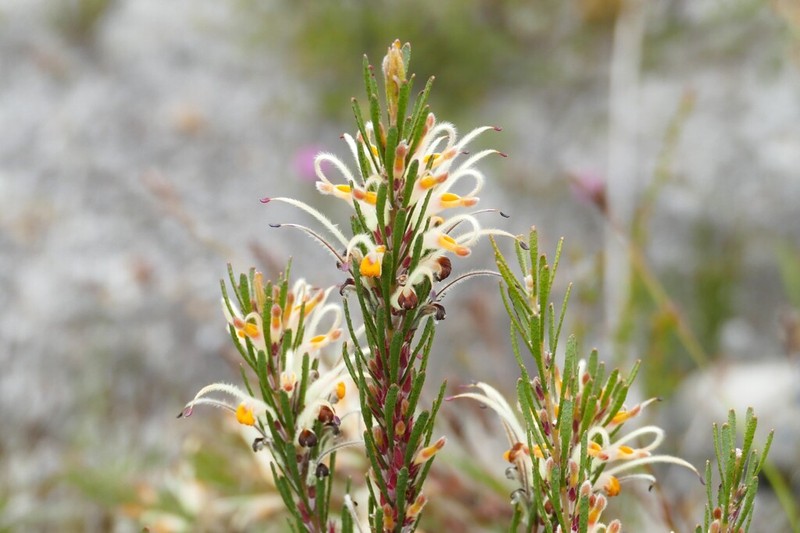 Adenanthos detmoldii photo 2