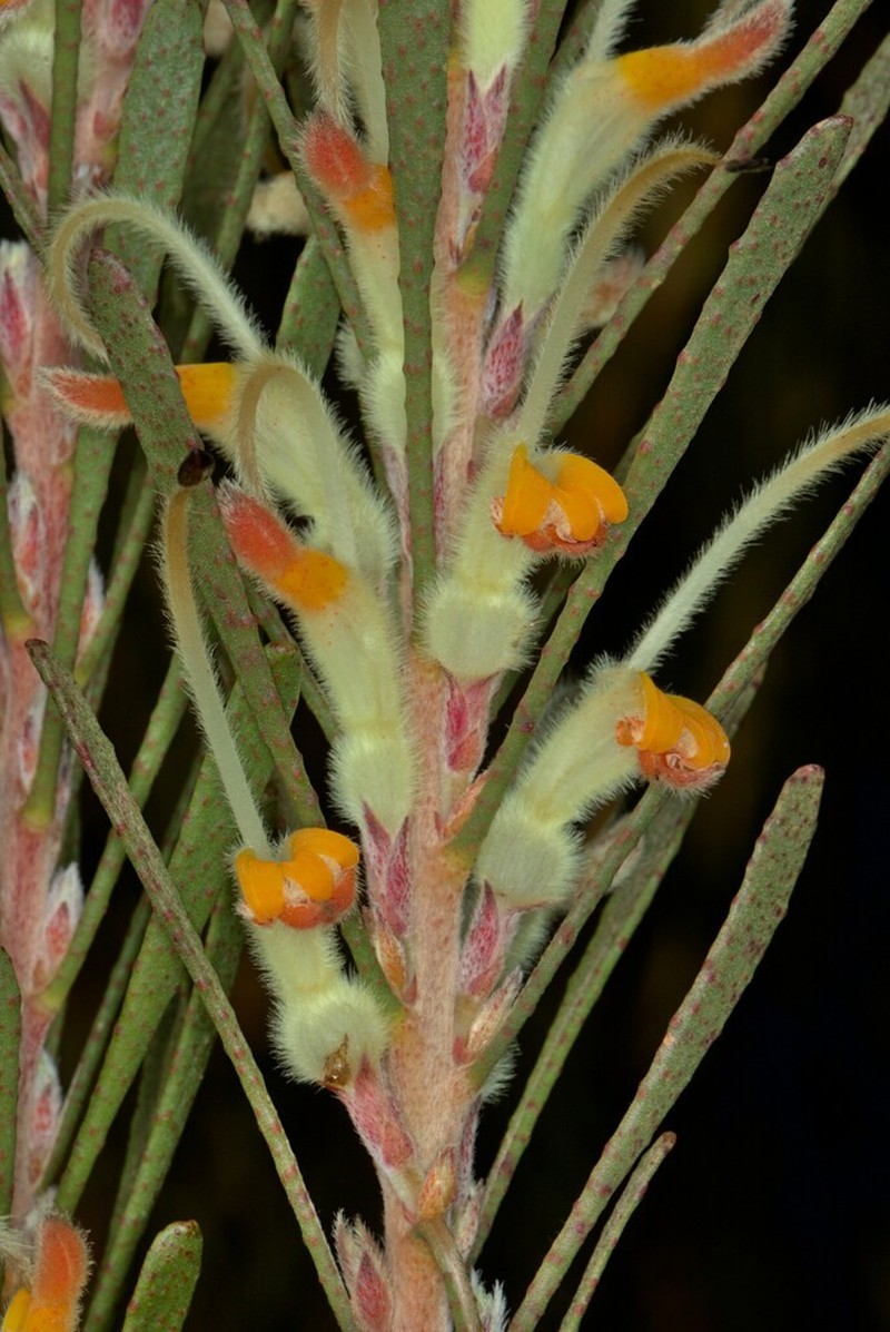 Adenanthos detmoldii photo 3