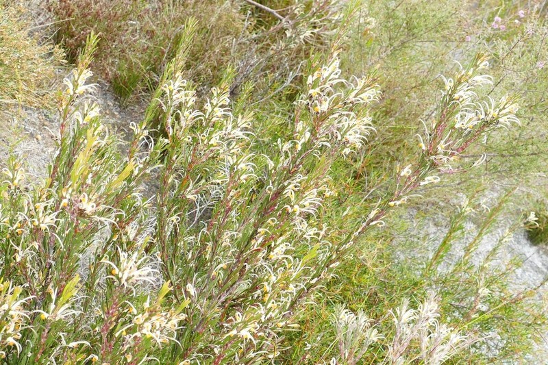 Adenanthos detmoldii photo 4