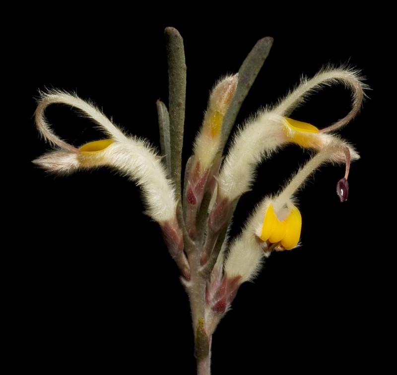 Adenanthos detmoldii photo 5