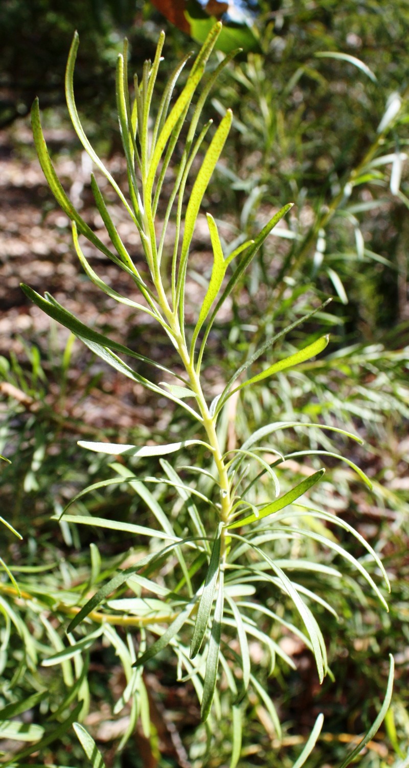Adenanthos detmoldii photo 6