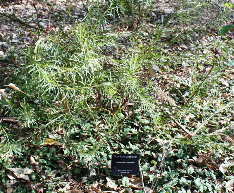Adenanthos detmoldii photo 7