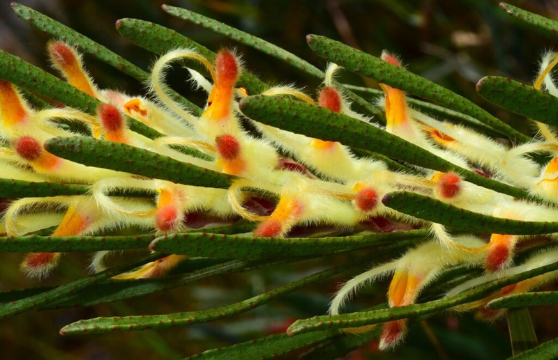Adenanthos detmoldii photo 8