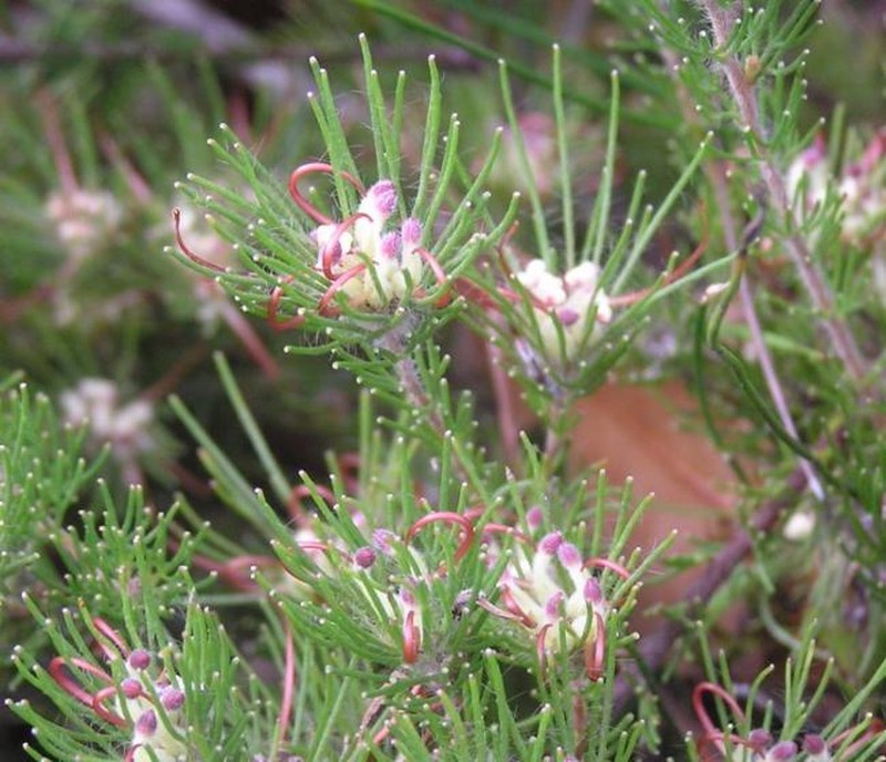 Adenanthos dobagii
