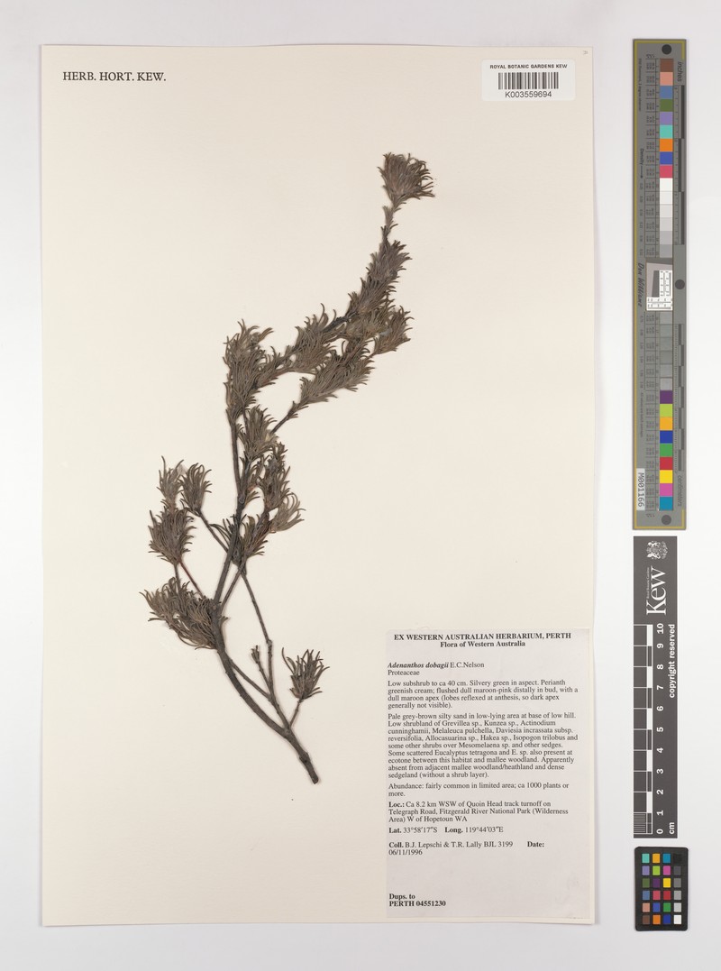 Adenanthos dobagii photo 2