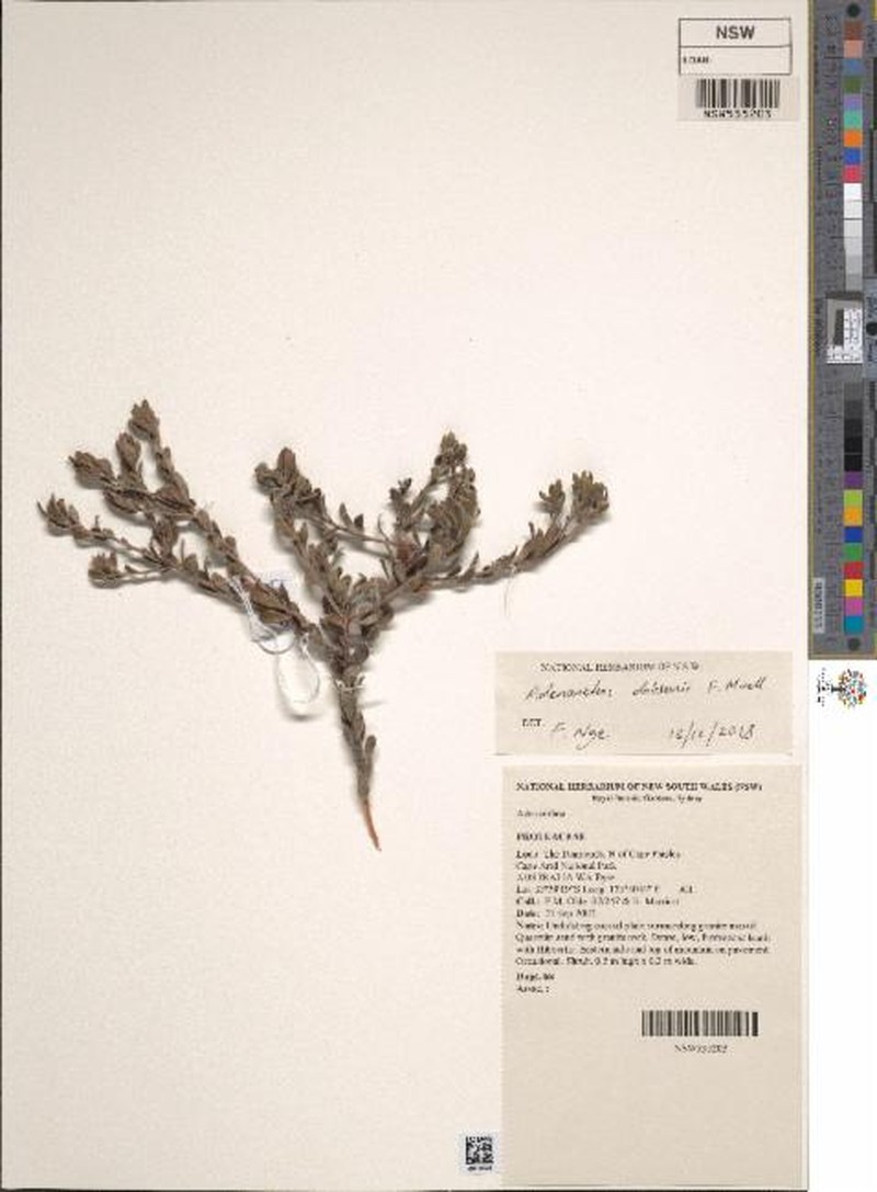 Adenanthos dobsonii