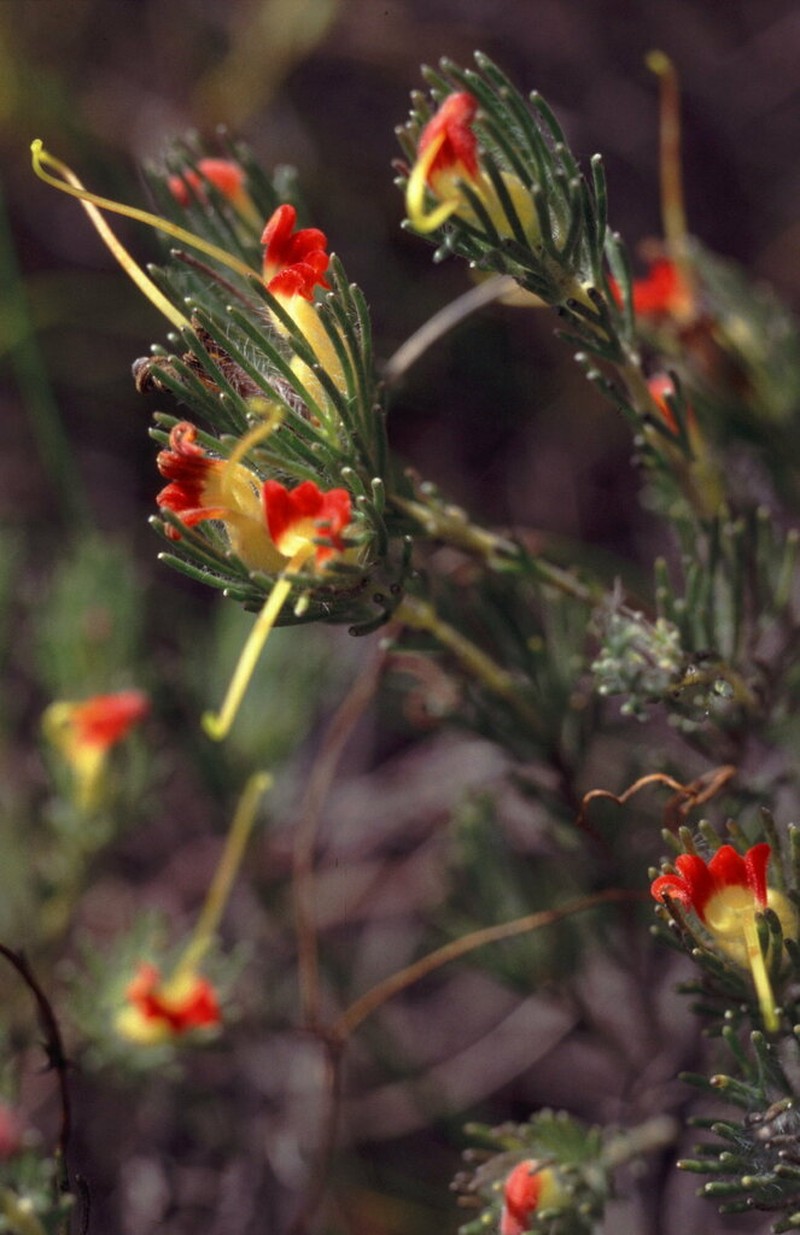 Adenanthos drummondii photo 2