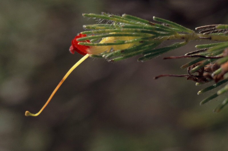 Adenanthos drummondii photo 3