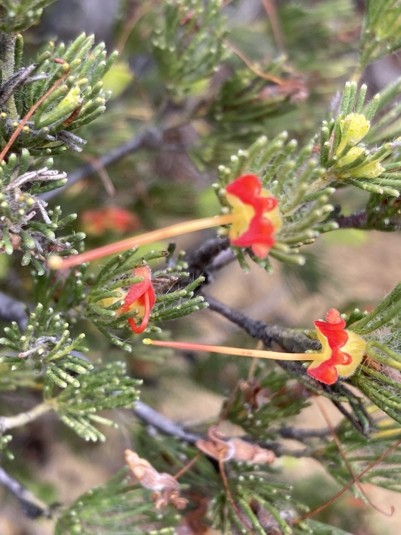 Adenanthos drummondii photo 4