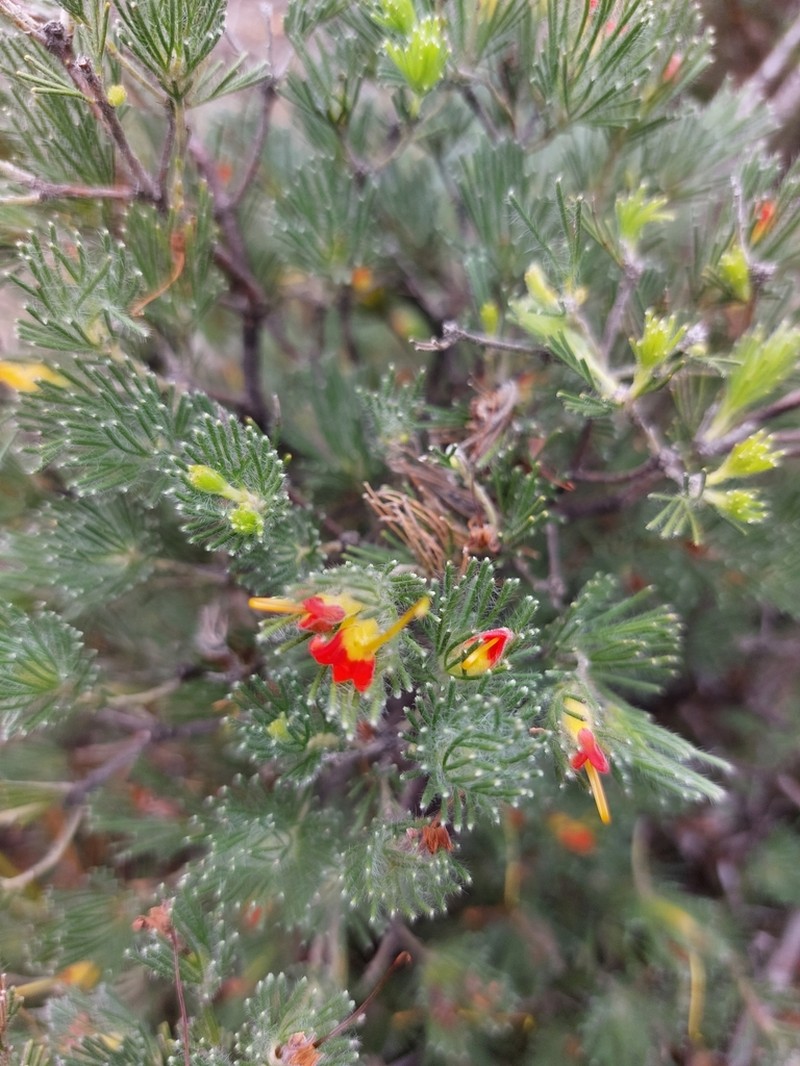 Adenanthos drummondii photo 5