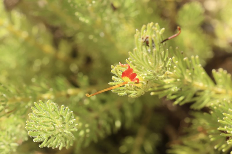 Adenanthos drummondii photo 7