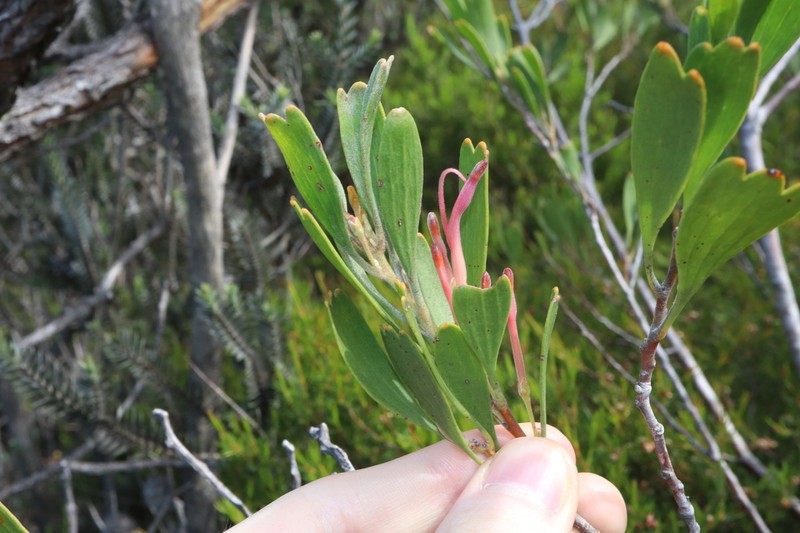 Adenanthos ellipticus