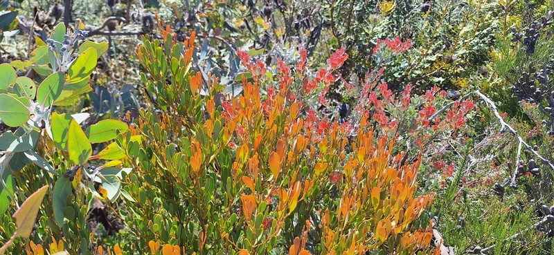 Adenanthos ellipticus photo 2