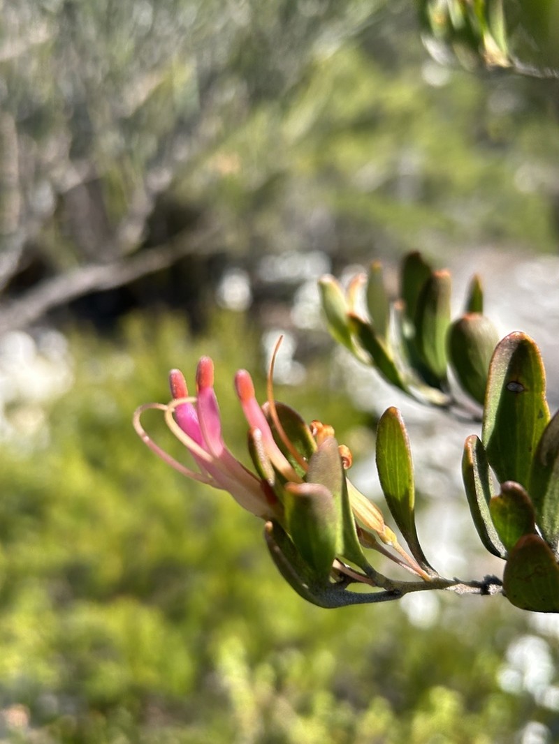 Adenanthos ellipticus photo 3