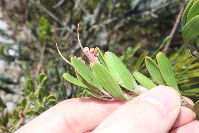 Adenanthos ellipticus photo 4