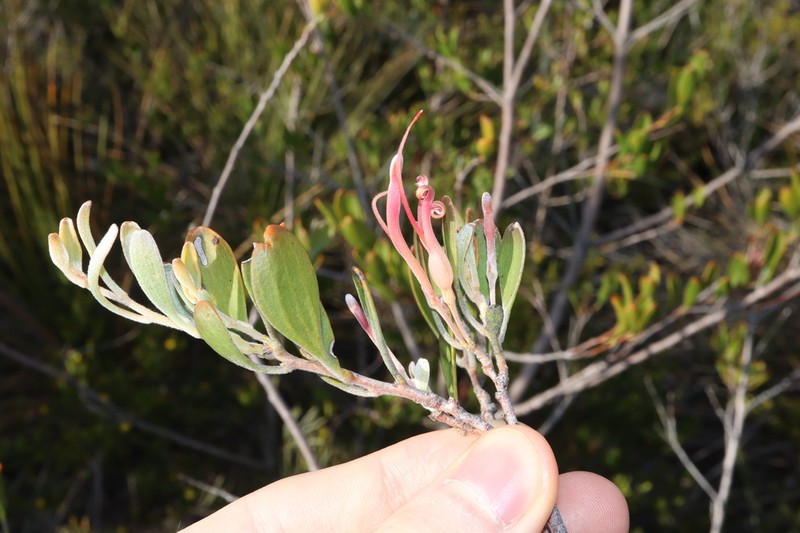 Adenanthos ellipticus photo 5