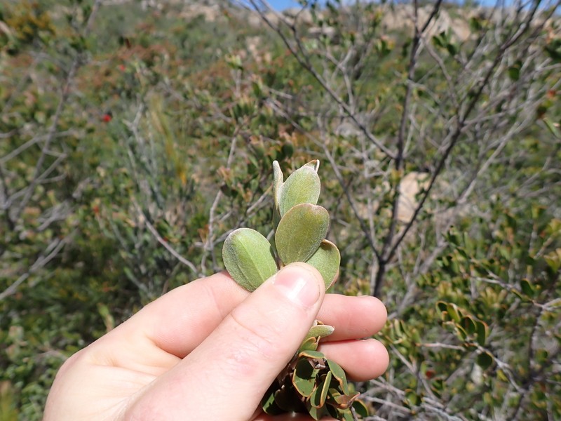 Adenanthos ellipticus photo 6