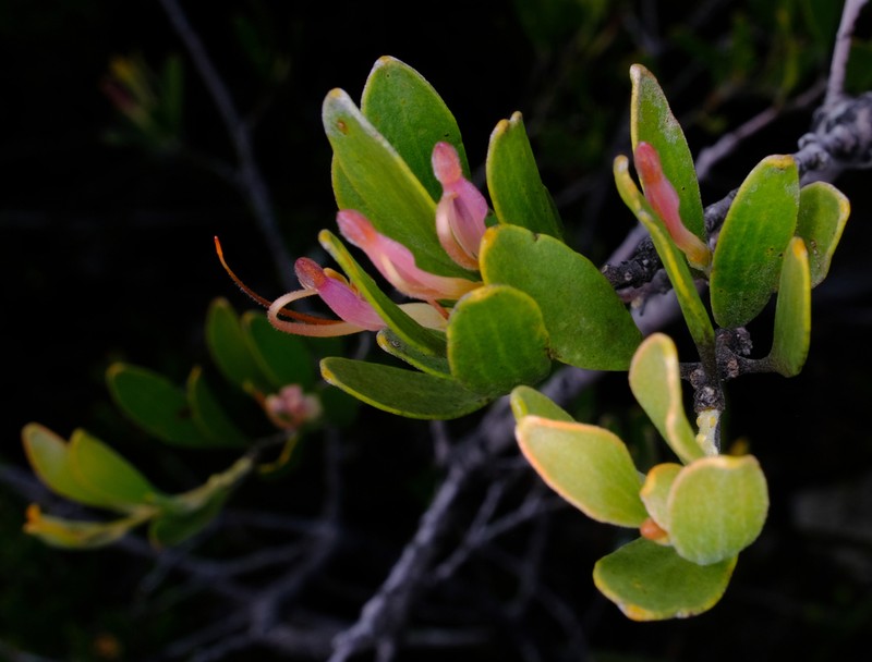 Adenanthos ellipticus photo 7