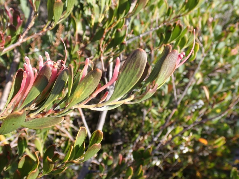 Adenanthos ellipticus photo 8