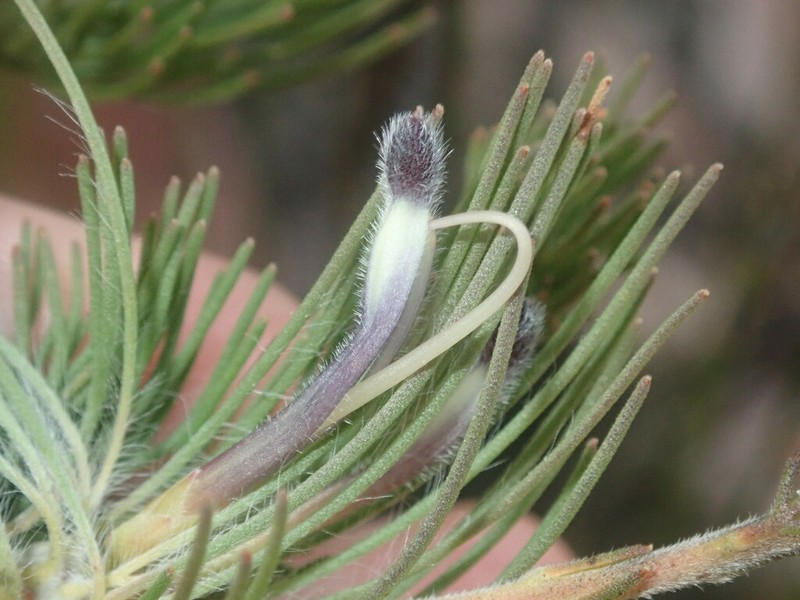 Adenanthos filifolius