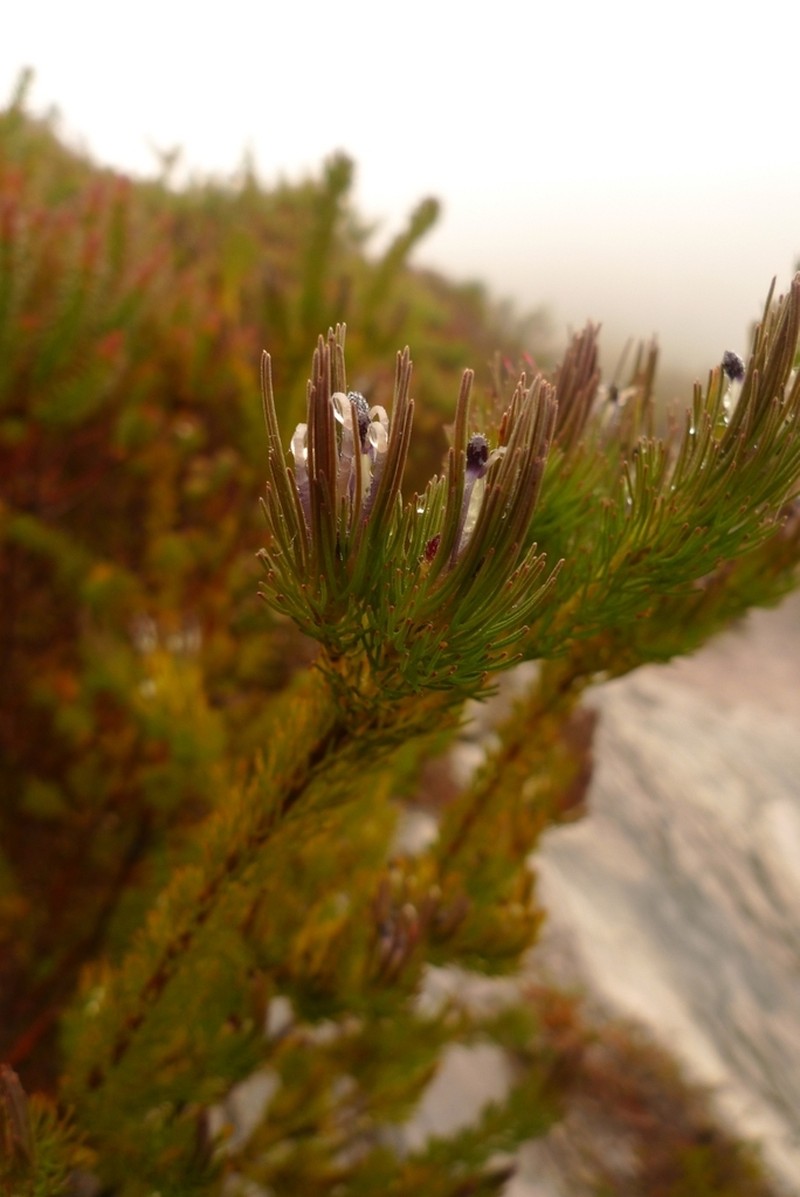 Adenanthos filifolius photo 2