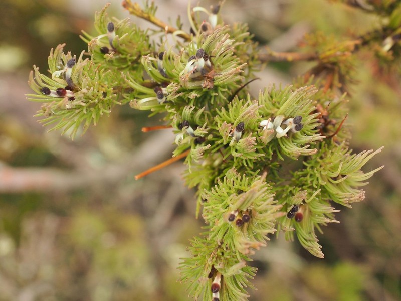 Adenanthos filifolius photo 3