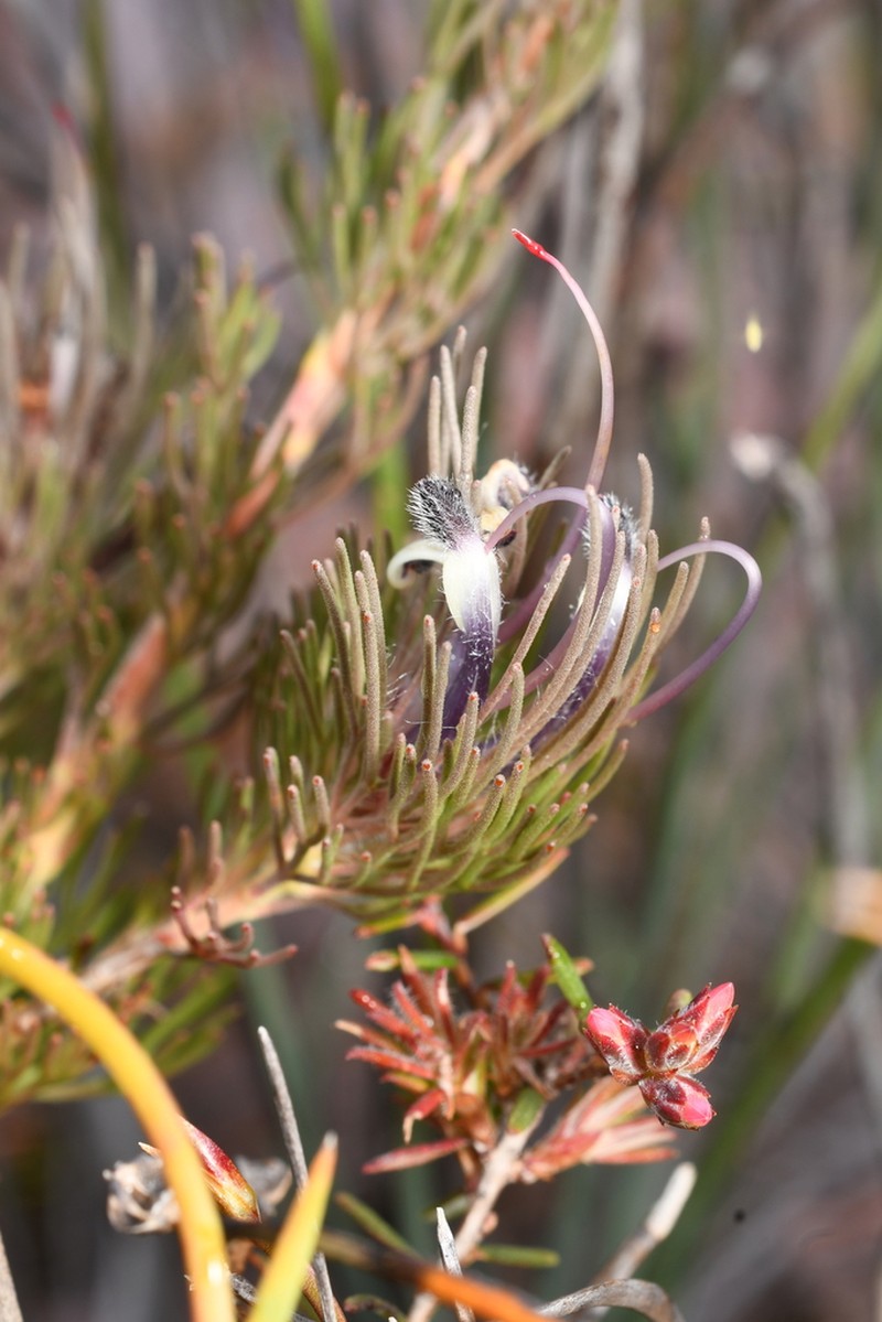 Adenanthos filifolius photo 4