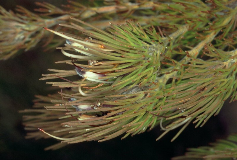 Adenanthos filifolius photo 5