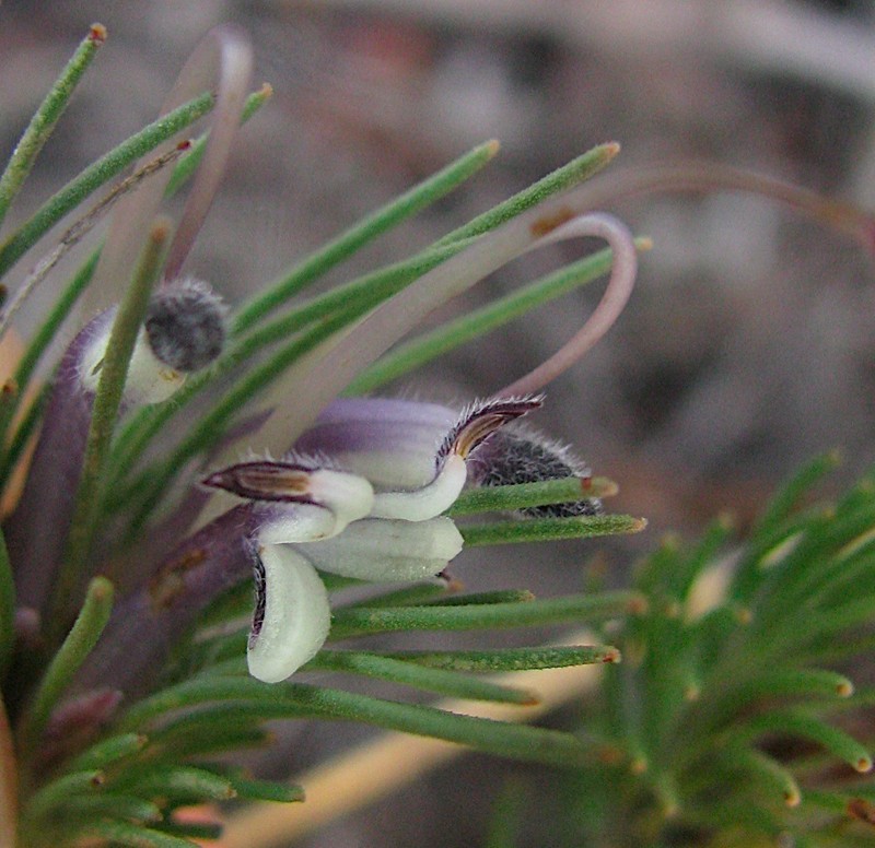 Adenanthos filifolius photo 6