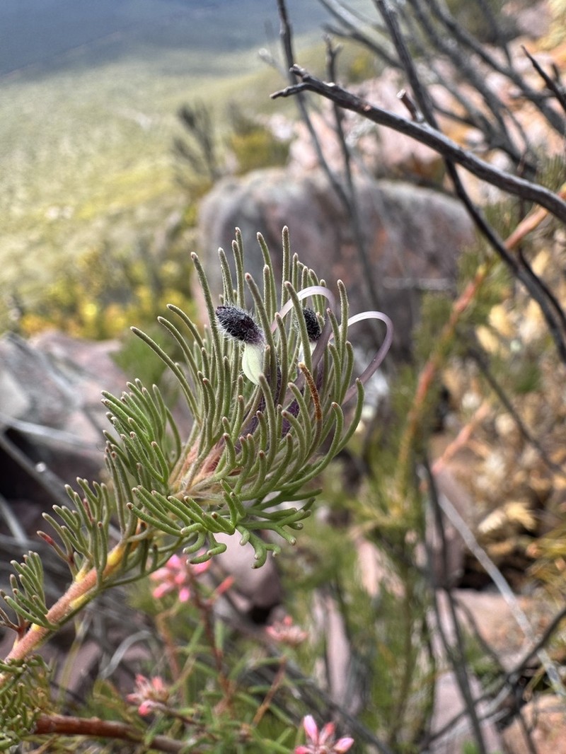 Adenanthos filifolius photo 7