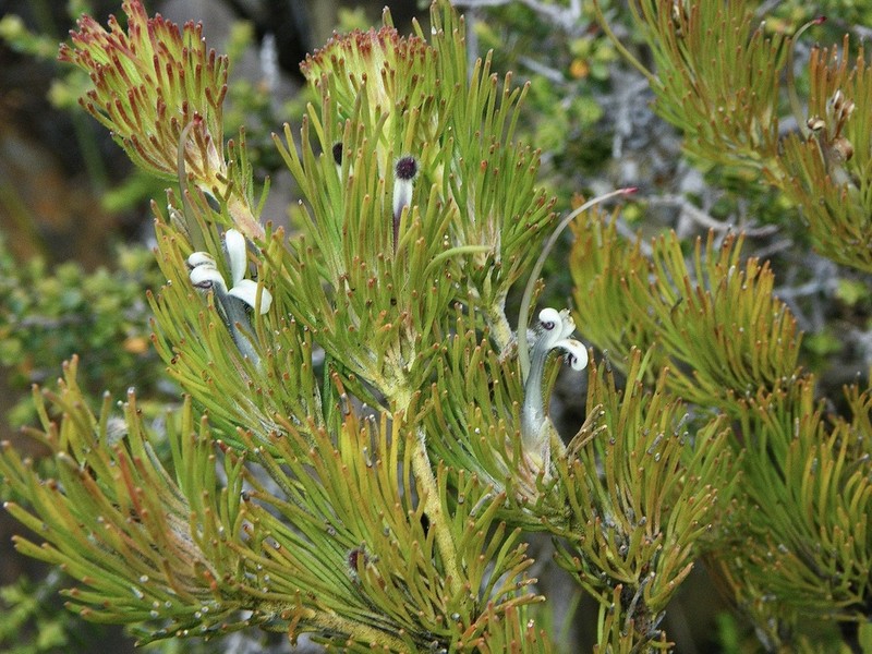 Adenanthos filifolius photo 8