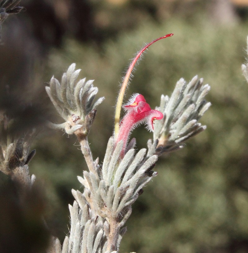 Adenanthos flavidiflorus