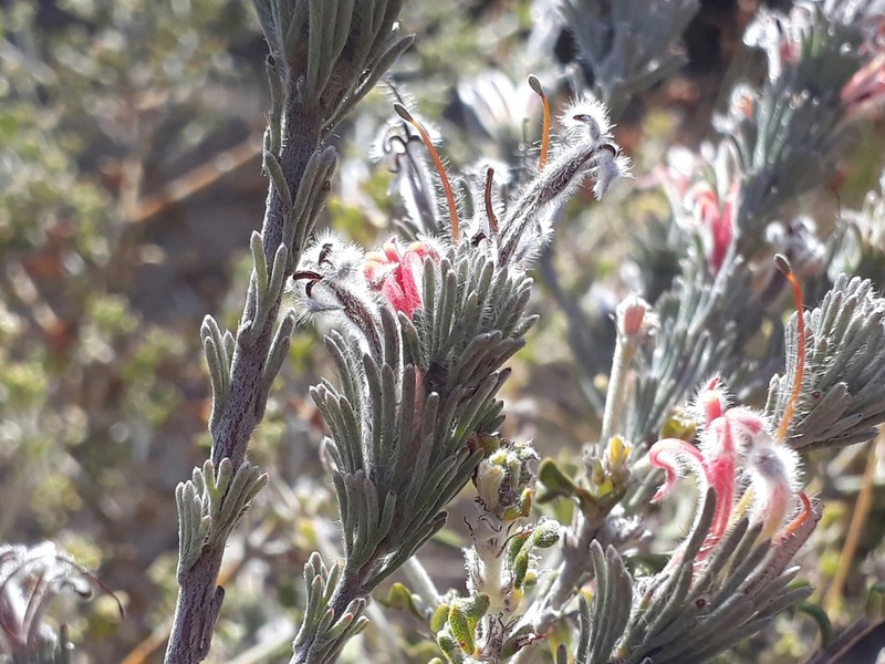 Adenanthos flavidiflorus photo 2