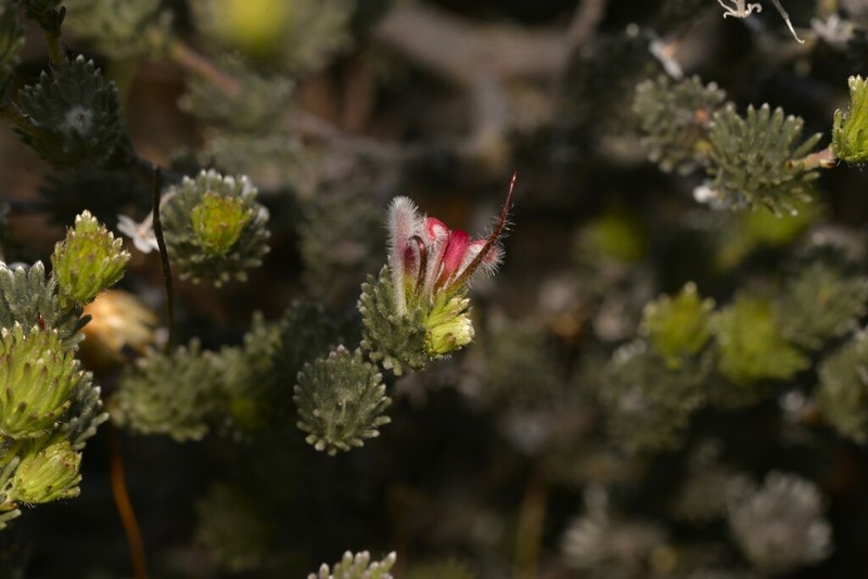 Adenanthos flavidiflorus photo 3