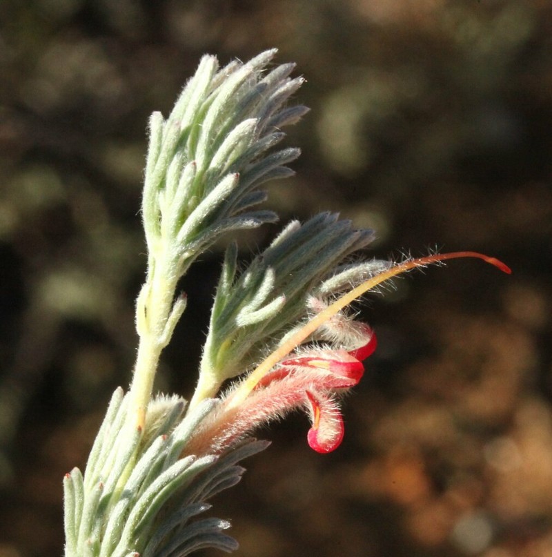 Adenanthos flavidiflorus photo 4