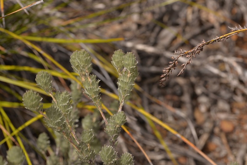 Adenanthos flavidiflorus photo 6