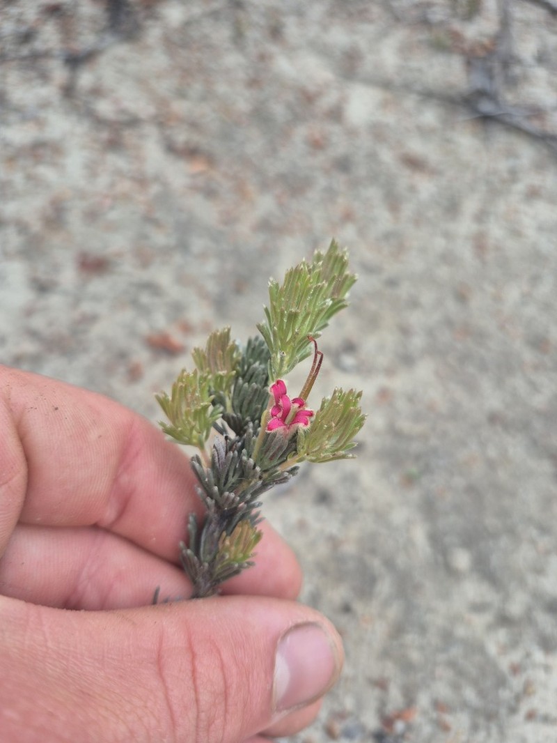 Adenanthos flavidiflorus photo 7