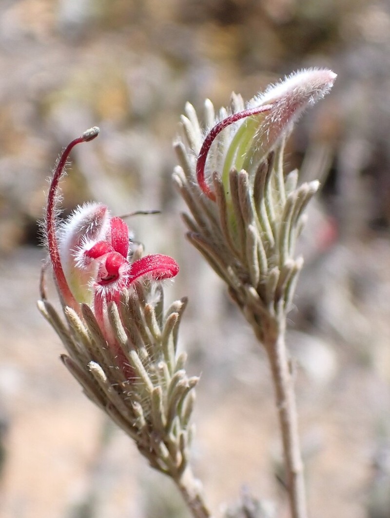Adenanthos flavidiflorus photo 8