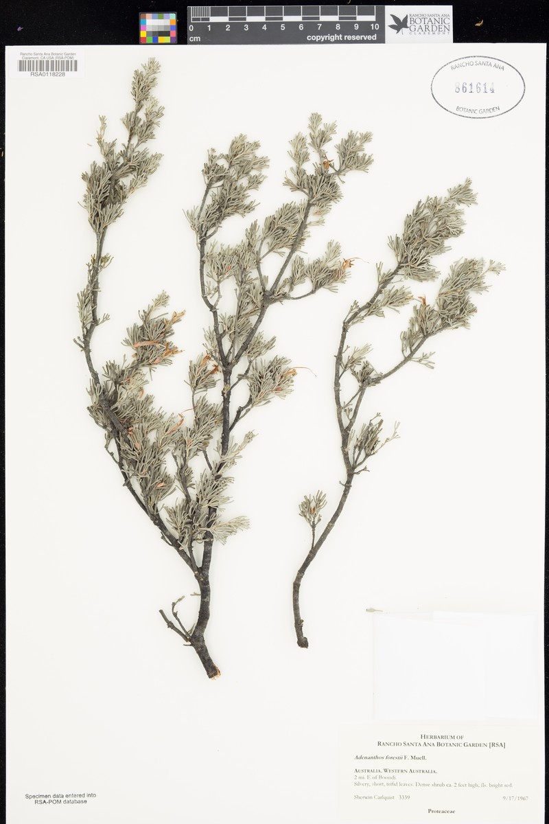 Adenanthos forrestii