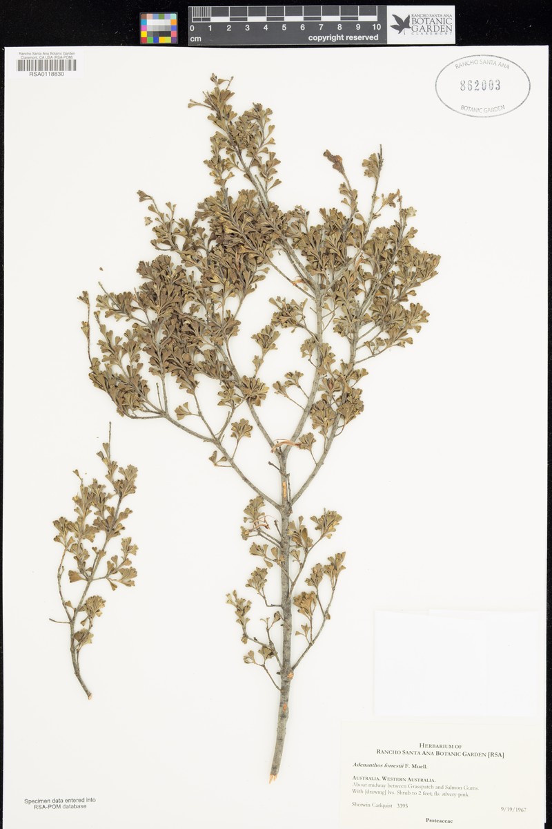 Adenanthos forrestii photo 2